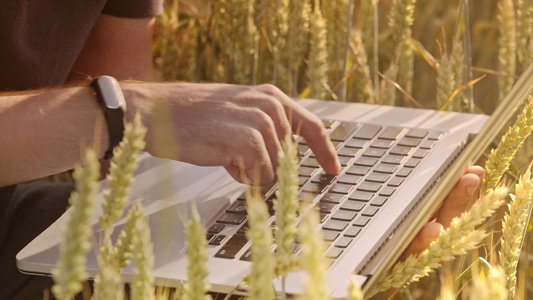 农业研究科研人员在稻田里操作计算机视频