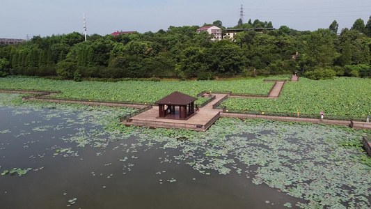 航拍湖南衡阳南湖公园荷塘绿色自然风光视频