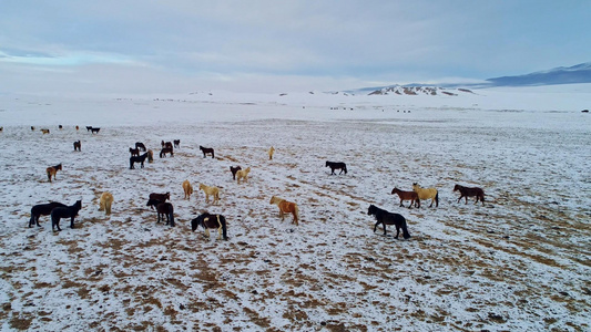 冬天草原上的马吃草视频