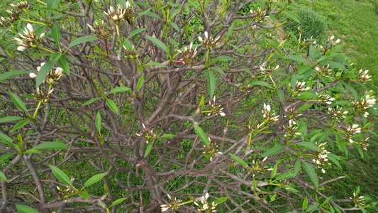 鸡蛋花树航拍视频