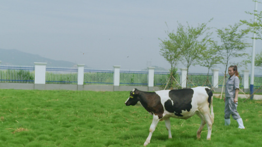 现代化奶牛养殖场视频