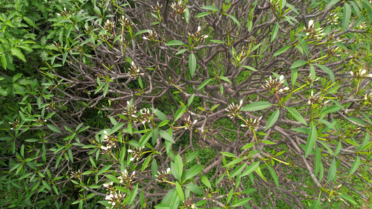 鸡蛋花树航拍视频