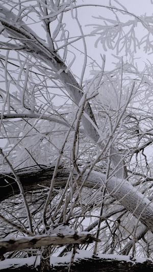 雾凇岛东北国冰雪树枝浪漫新年快乐11秒视频
