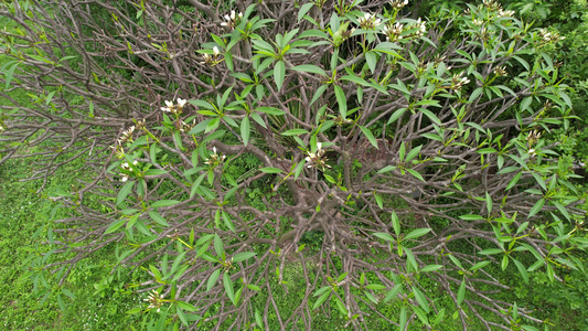 鸡蛋花树航拍视频