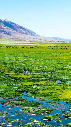 西藏高原草原绿生态牧场83秒视频