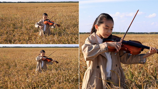 小女孩在金黄的稻田中演奏小提琴视频