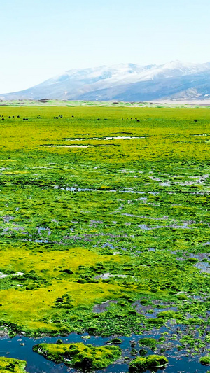 西藏高原草原绿藏族风光83秒视频