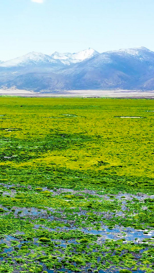 西藏高原草原绿青藏高原83秒视频
