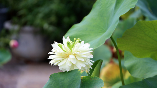 荷花莲花夏日盛开的重瓣白莲视频