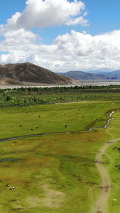 西藏高原天然牧场放牧航拍视频自然风光视频