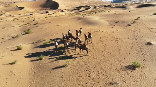 航拍合集沙漠中奔跑的骆驼自然风光4k素材视频
