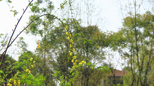 春天盛开的黄色小花迎春花在风中摇摆视频