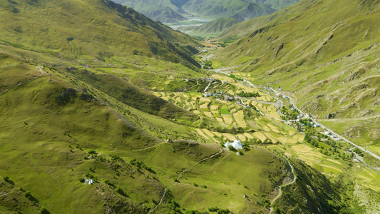 夏季高原地区山谷草地植物视频