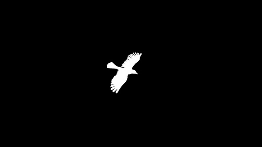 三维白鸽动画视频