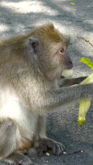 泰国猴庙猴子吃香蕉合集45秒视频