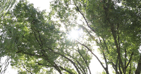 阳光穿透枫叶树影斑驳视频