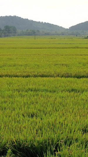 航拍金秋山区田野乡村水稻大米122秒视频