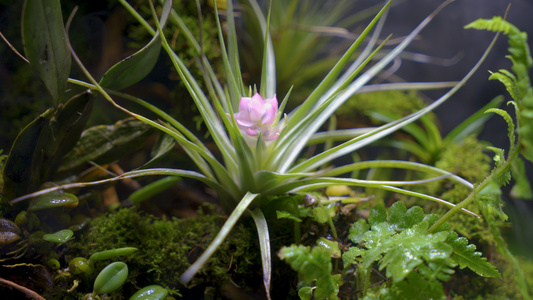 观赏植物种植4K视频