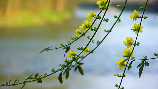 春天河岸边上风中摇摆的迎春花视频