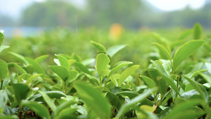 茶山 下雨天雨水打在茶树上特写19秒视频