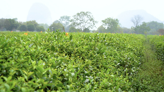 下雨天茶山环境运镜视频