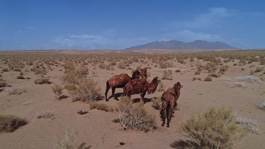 沙漠骆驼航拍[双峰骆驼]视频