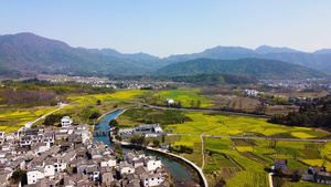 黟县卢村油菜花风光航拍视频25秒视频