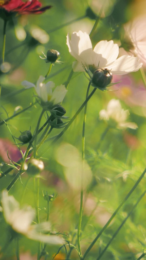 空镜头平移运镜盛开的鲜花小雏菊10秒视频