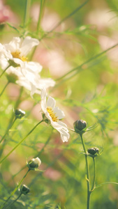 空镜头平移运镜盛开的鲜花小雏菊视频