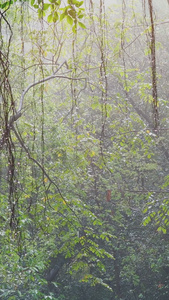 唯美春意雨后阳光森林雨滴生机勃勃视频