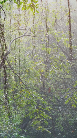 唯美春意雨后阳光森林雨滴生机勃勃28秒视频