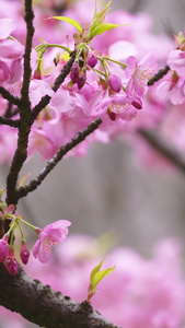 微距拍摄春天盛开的红色早樱花素材春天素材视频