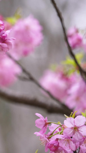 微距拍摄春天盛开的红色早樱花素材生机勃勃视频