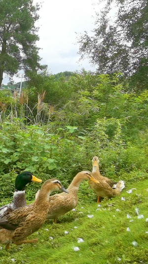 实拍生态农家散养鸭带声音22秒视频