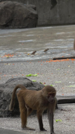 动物园的猴子上海动物园34秒视频