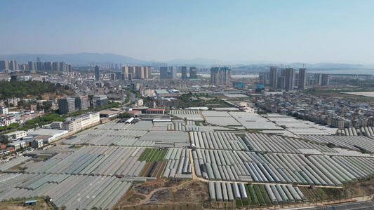 云南昆明鲜花种植基地航拍 视频