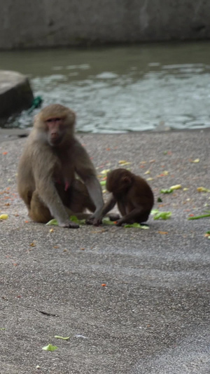 动物园的猴子猴子家族34秒视频