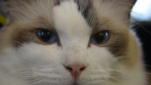 慢镜头升格拍摄4k素材微距宠物猫咪可爱动物88秒视频