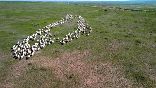 5k航拍内蒙古千里草原上成片的羊群视频