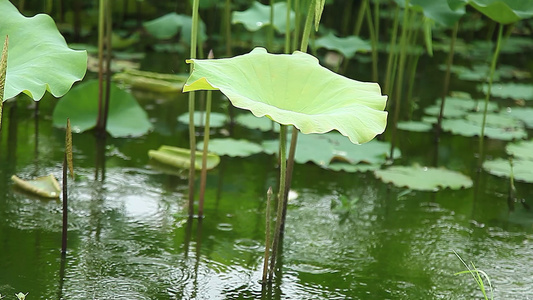 雨中荷塘[满池]视频