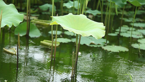 雨中荷塘34秒视频