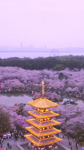 航拍旅游城市春天樱花季风景素材樱花树视频