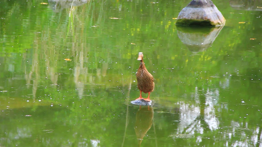 鸭子在池塘中戏水的画面视频