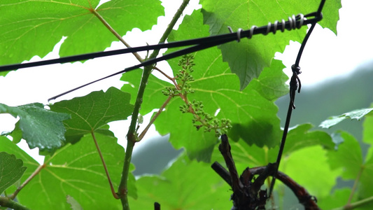 4K初夏农村葡萄有机种植实拍视频视频