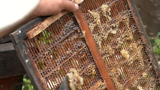 4K农民伯伯铁铲铲下带巢蜂蜜实拍视频