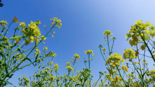 春天油菜花阳光树林视频