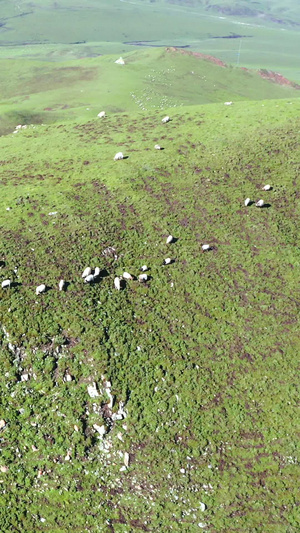 山顶上的羊群合集85秒视频