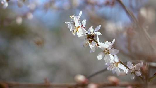 蜜蜂采蜜视频