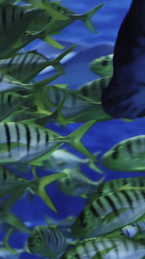 海底世界鳐鱼在鱼群中穿梭纪录片12秒视频