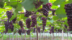4K实拍夏日葡萄园葡萄成熟葡萄种植基地果蔬大棚16秒视频